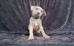 Staffordshire Bull Terrier dogs for sale: Staffordshire Bull Terrier Puppies - Image 5