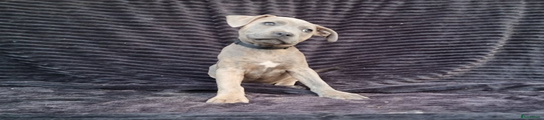 Staffordshire Bull Terrier Puppy 2
