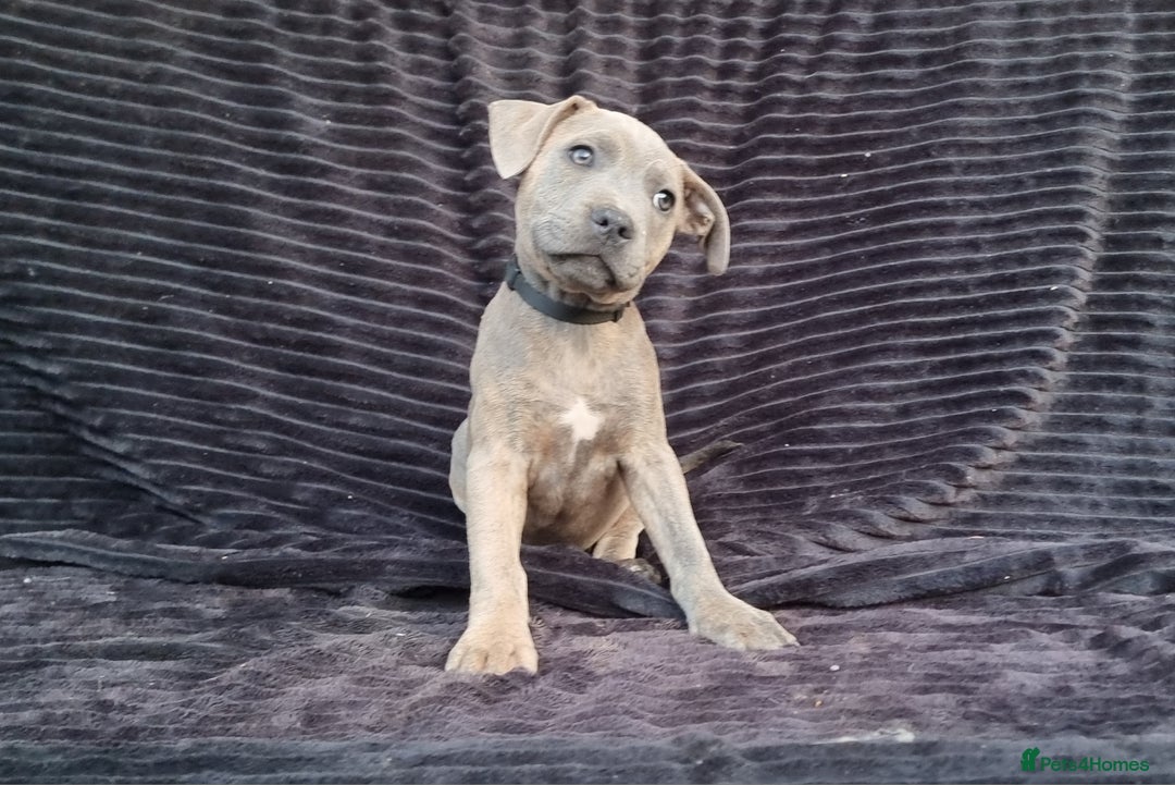 Staffordshire Bull Terrier dogs for sale: Staffordshire Bull Terrier Puppies - Image 5