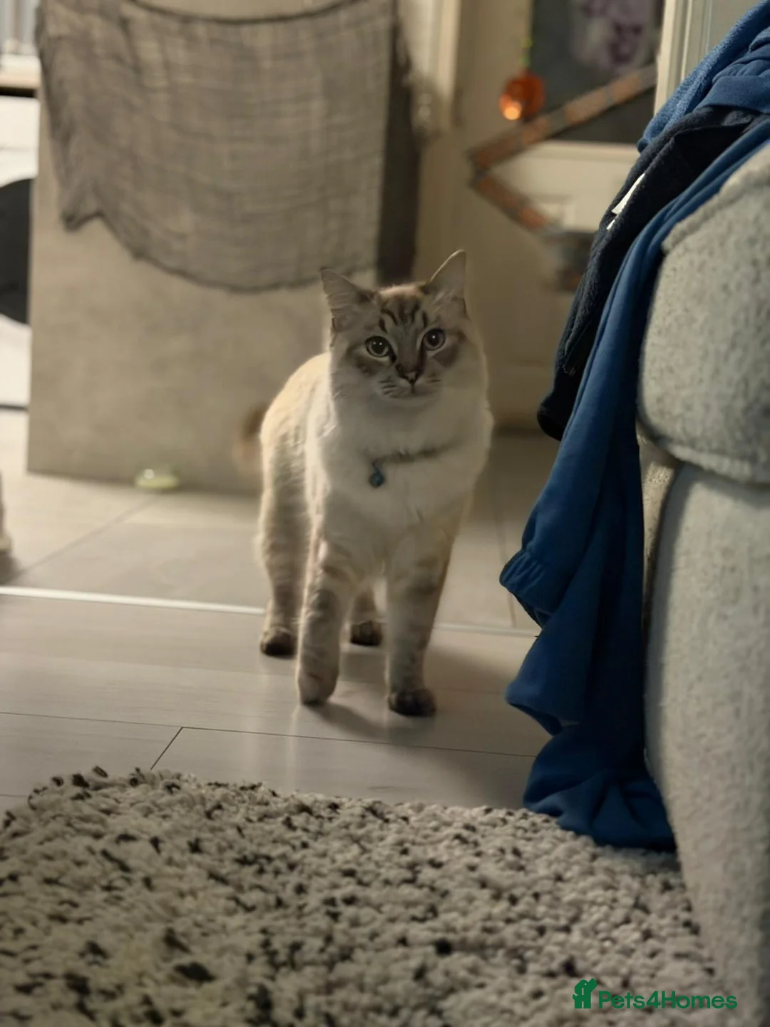 Ragdoll cats for sale: Male Ragdoll - Advert 4