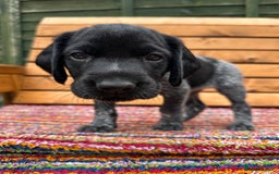 German Wirehaired Pointer dogs for sale: German Wirehaired Pointer Puppies for Sale - Image 5