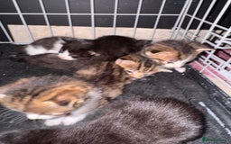 British Shorthair cats for sale: *** Absolutely Stunning Babies**** - Image 3