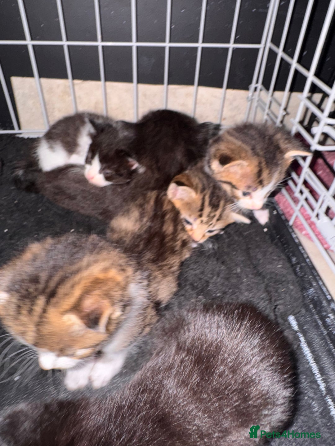 British Shorthair cats for sale: *** Absolutely Stunning Babies**** - Image 3
