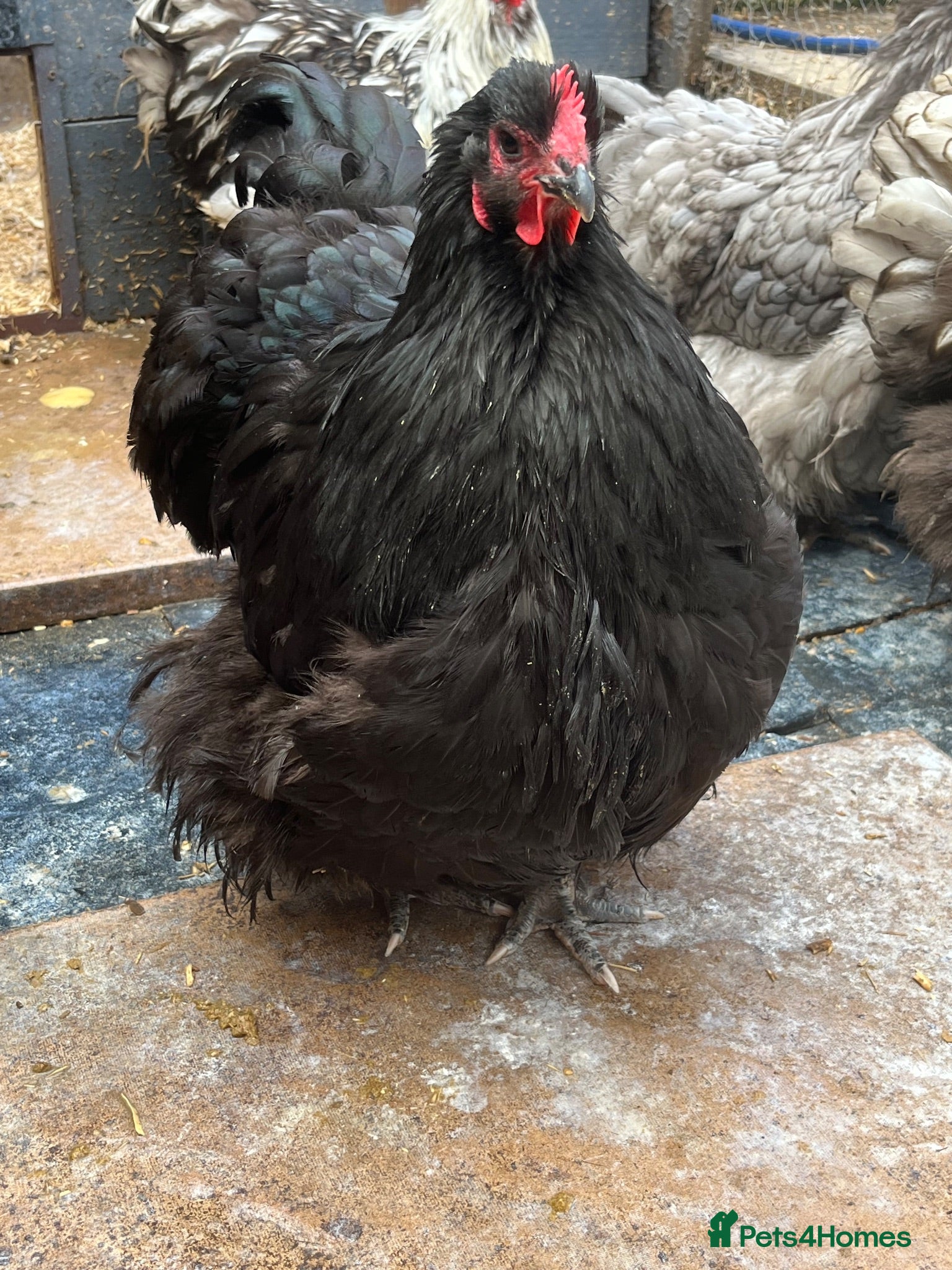 Chickens poultry Polish Pullets, Orpington Hens, Brahma and Cross  - Advert 10
