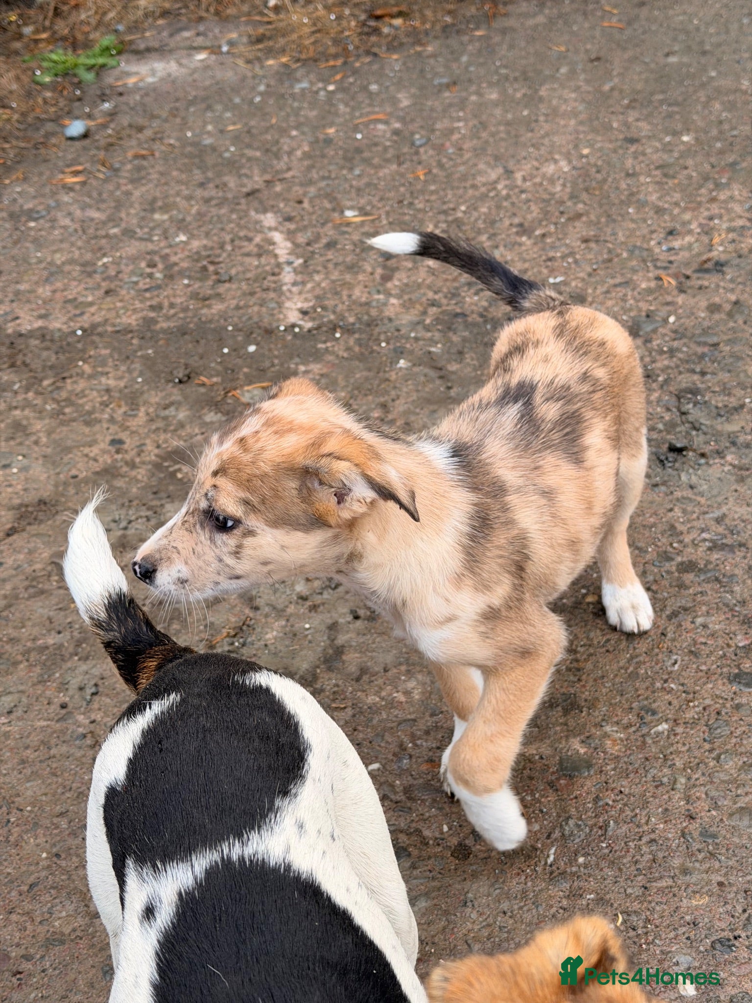 Border Collie dogs Gorgeous collie pups - ready to go 🏡 🩷 - Advert 1