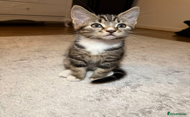 Mixed Breed cats - Advert 16