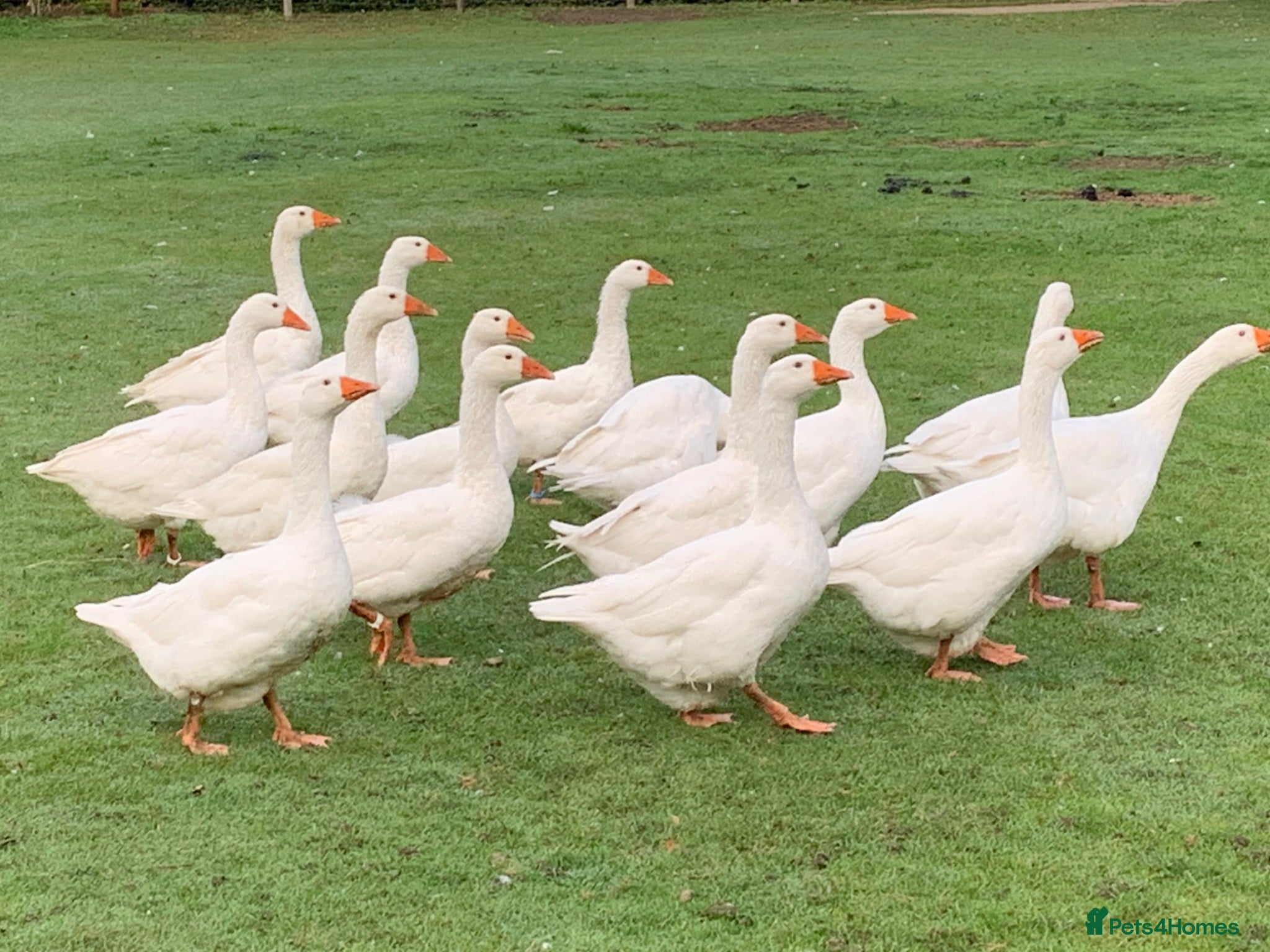 Geese poultry 1 female Embden goose - Advert 21