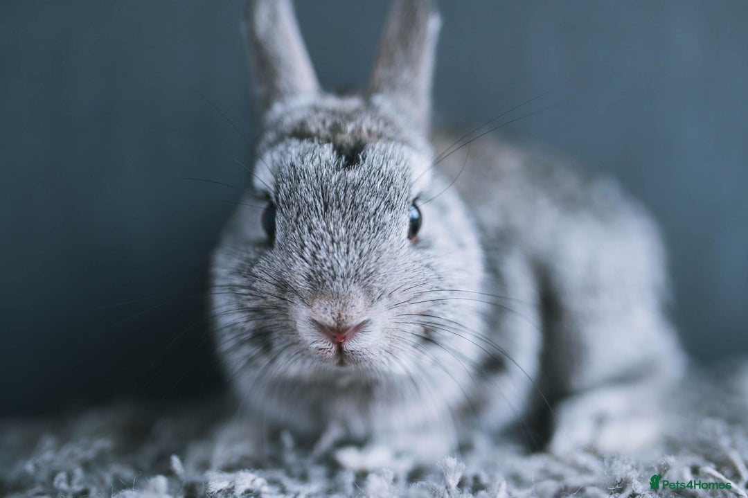 Netherland Dwarf rabbits for sale: Netherland Dwarf REW WHITE & Chinchilla GREY - Image 13