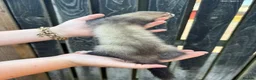 Ferret rodents for sale: Ferret kits - Advert 7