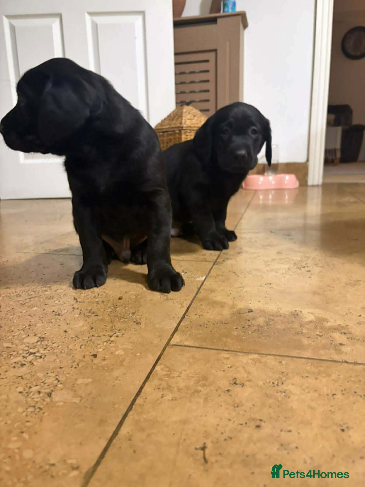 Labrador Retriever dogs Chunky Black **KC REGISTERED** Labrador puppies - Advert 1