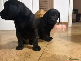 Labrador Retriever dogs Chunky Black **KC REGISTERED** Labrador puppies - Advert 1