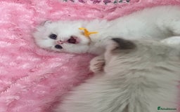 Ragdoll cats for sale: Beautiful pedigree kittens, show quality 💎❤️💎 - Image 30