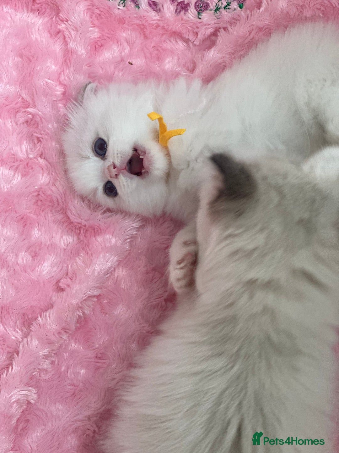 Ragdoll cats for sale: Beautiful pedigree kittens, show quality 💎❤️💎 - Image 30