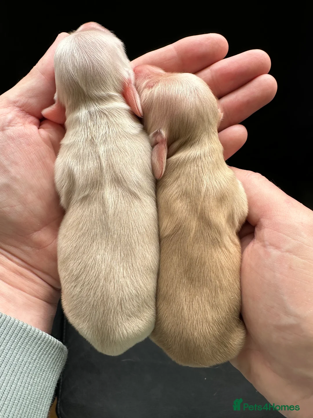 Miniature Dachshund dogs for stud: PALE CREAM long haired mini dachshund  in Saint Helens - Advert 8