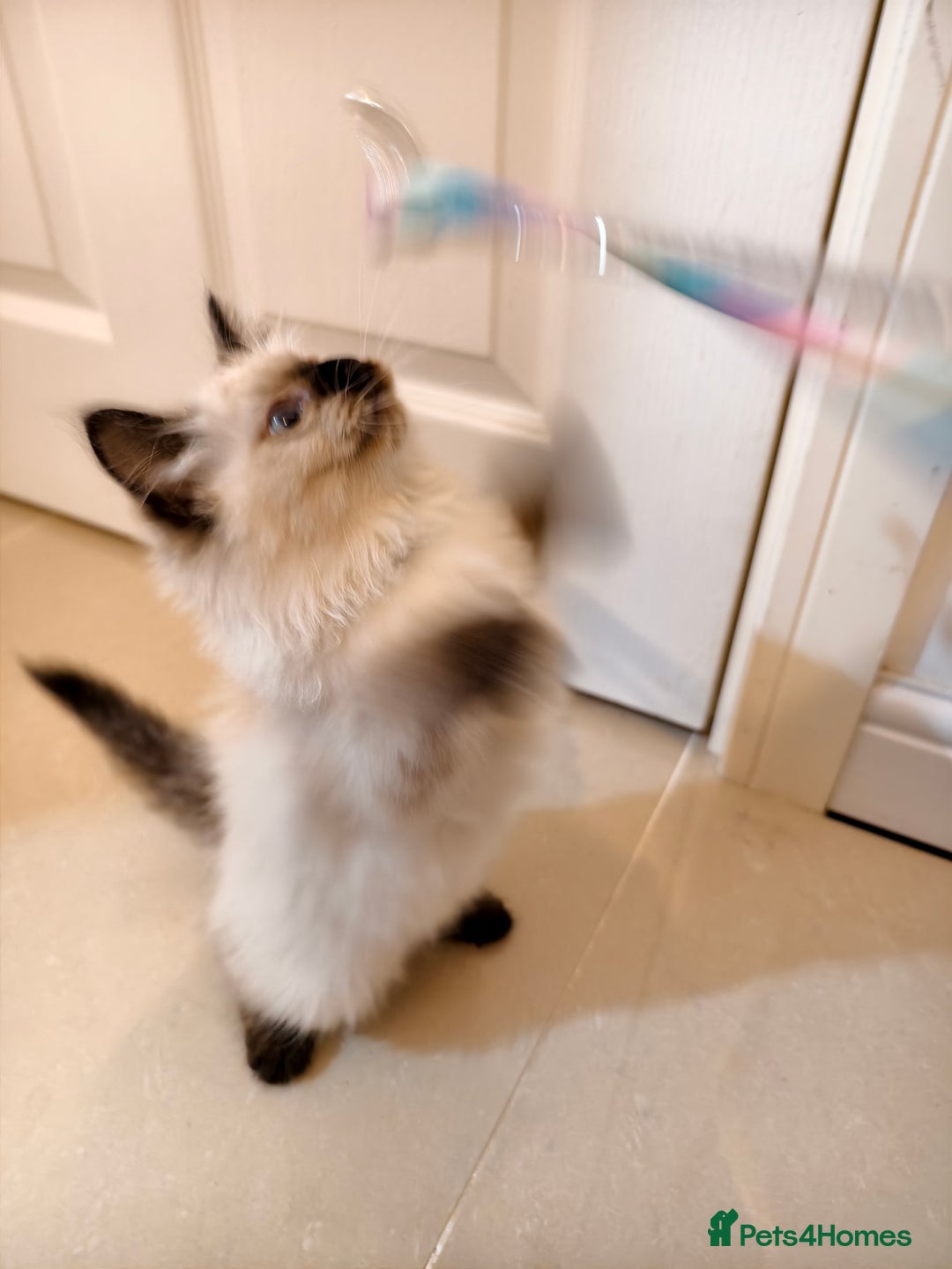 Ragdoll cats for sale: Beautiful Ragdoll Kittens Ready for Sale! - Advert 23