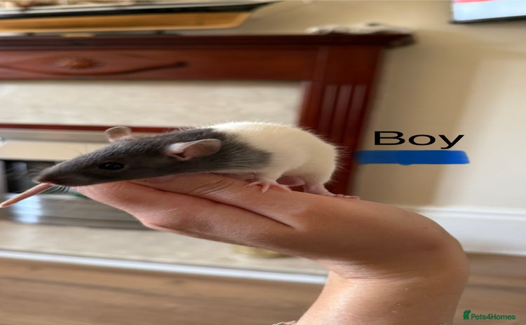 Rat rodents - Advert 7