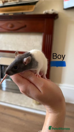 Rat rodents - Advert 12