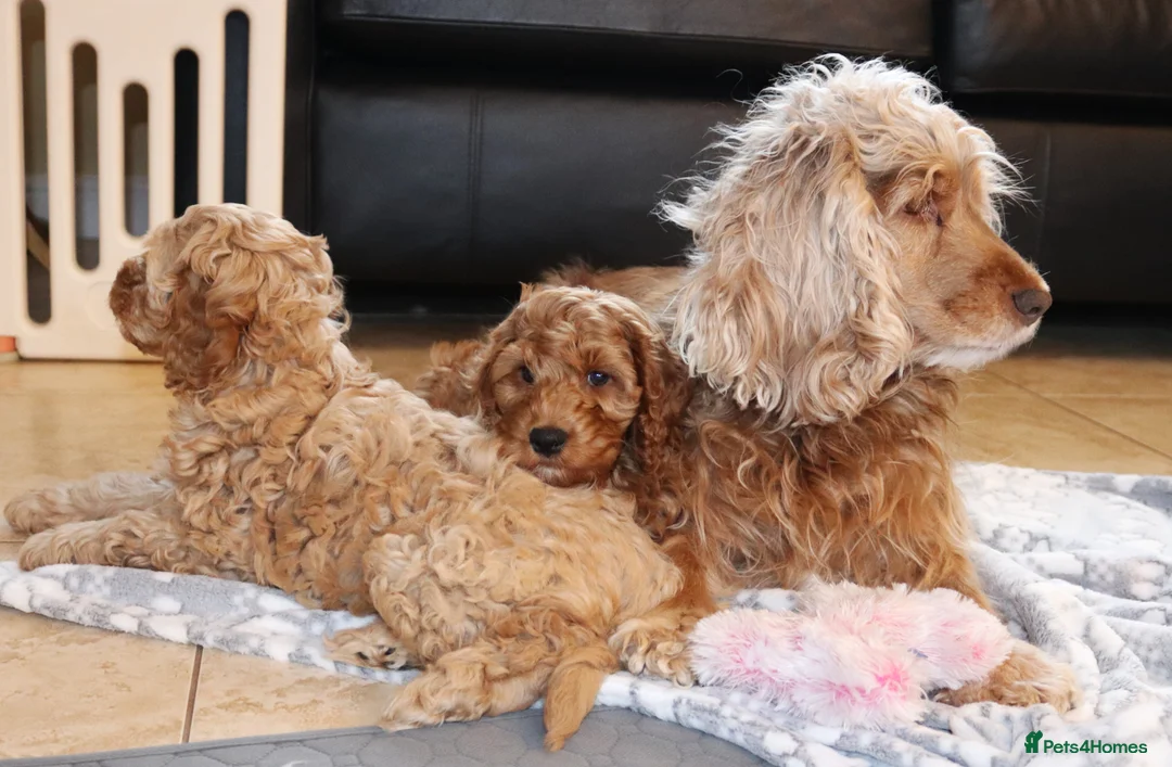 Cocker Spaniel dogs for sale: Show Cocker Spaniel - Advert 2