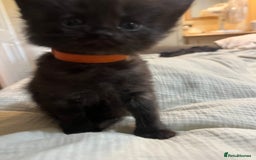 Norwegian Forest Cat cats for sale: kittens - Image 15