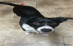 Border Collie dogs for sale: Border Collie Puppy - Image 2