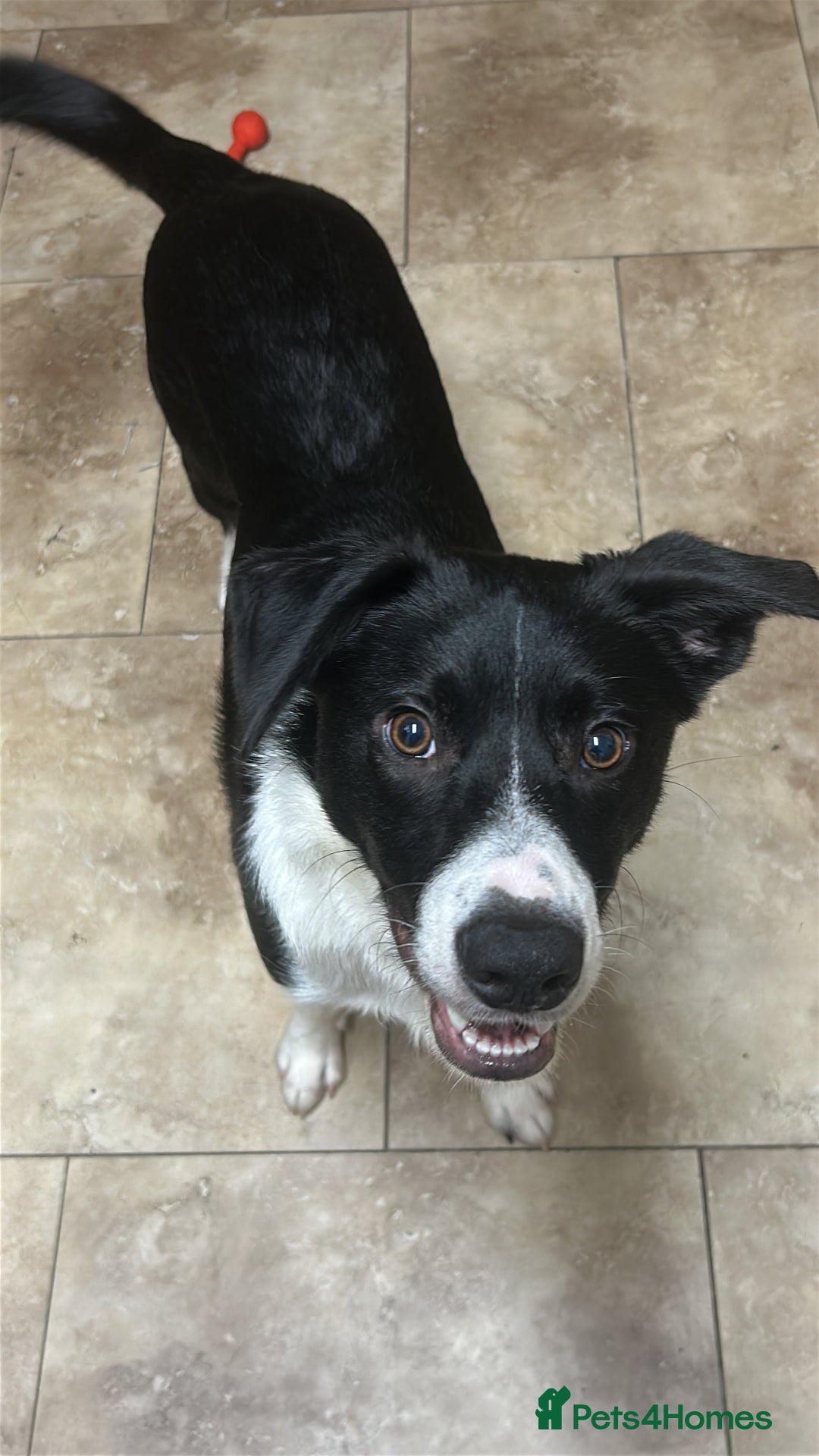 Border Collie dogs for sale: Border Collie Puppy - Image 2