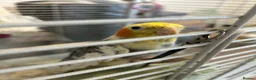 Cockatiels birds for sale: Two male cockatiels  - Advert 2