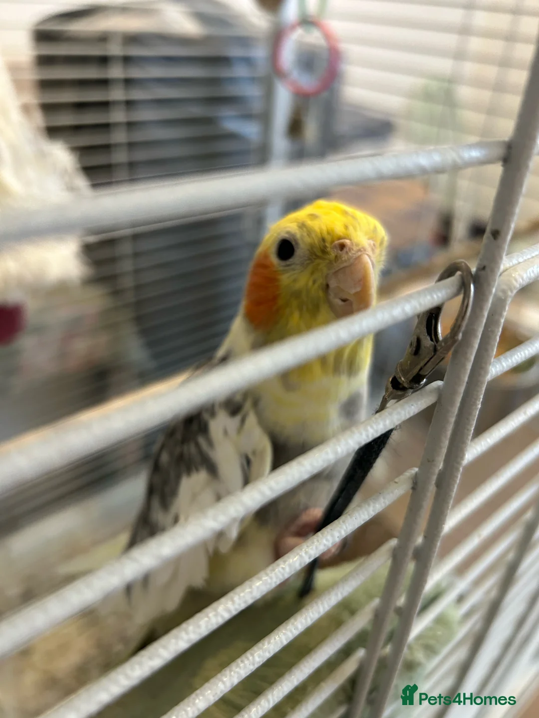 Cockatiels birds for sale: Two male cockatiels  - Advert 2