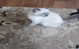 Ragdoll cats for sale: Warwick house central avenue M192ff - Image 15