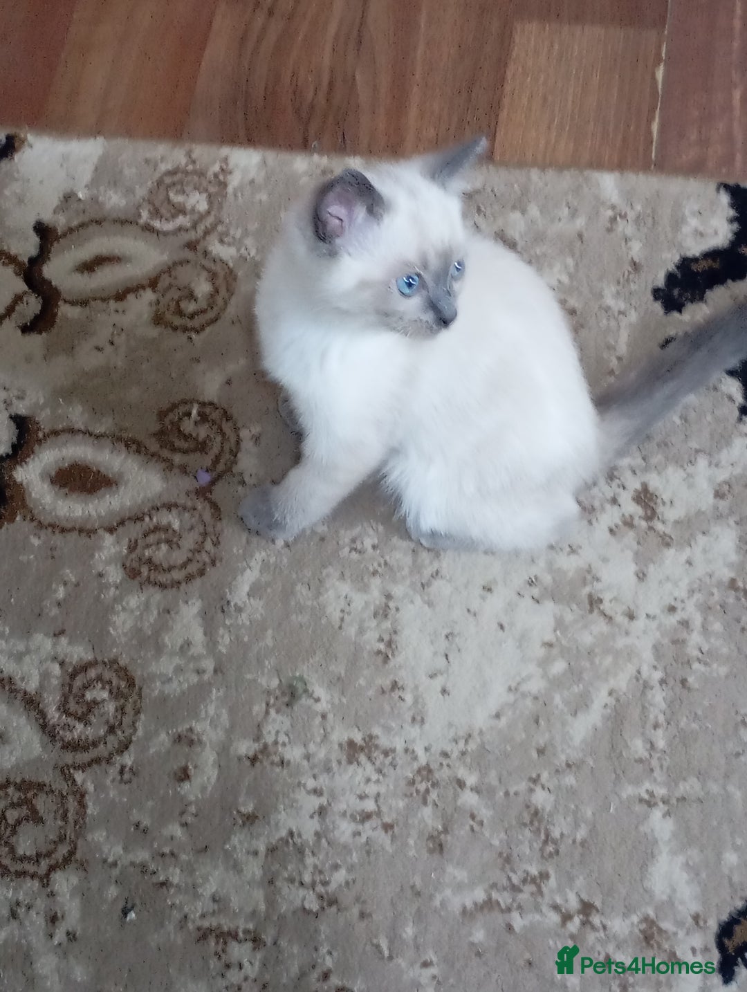 Ragdoll cats for sale: Warwick house central avenue M192ff - Image 15
