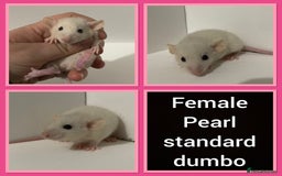 Rat rodents for sale: Adorable dumbo baby rates for sale ♥️ - Advert 19