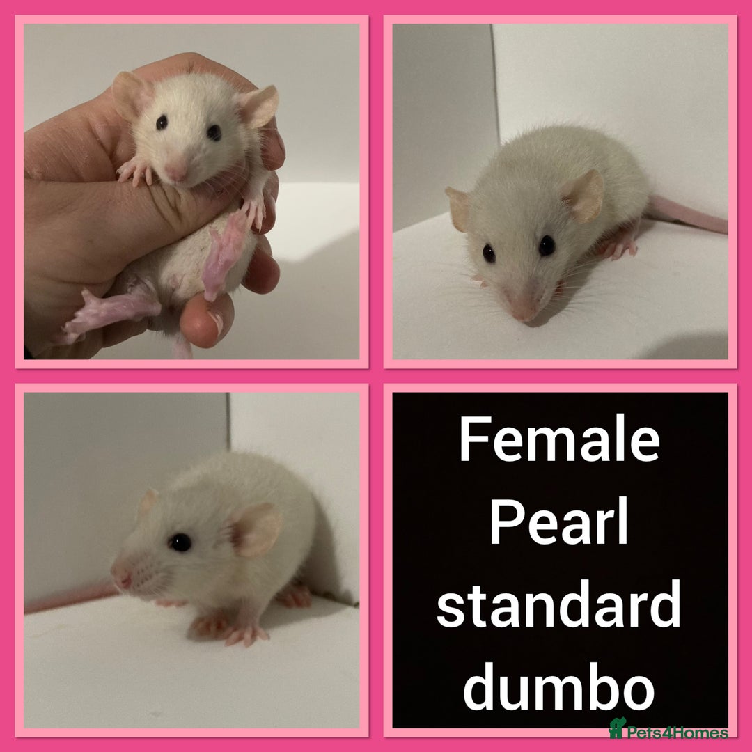 Rat rodents for sale: Adorable dumbo baby rates for sale ♥️ - Advert 19