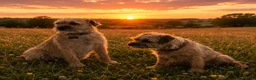 Border Terrier dogs for sale: Border Terrier Puppies - Advert 12