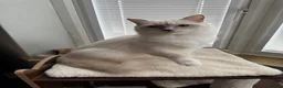 Ragdoll cats for sale: GCCF REG RAGDOLL KITTENS LILAC CHOC SEAL  - Advert 39