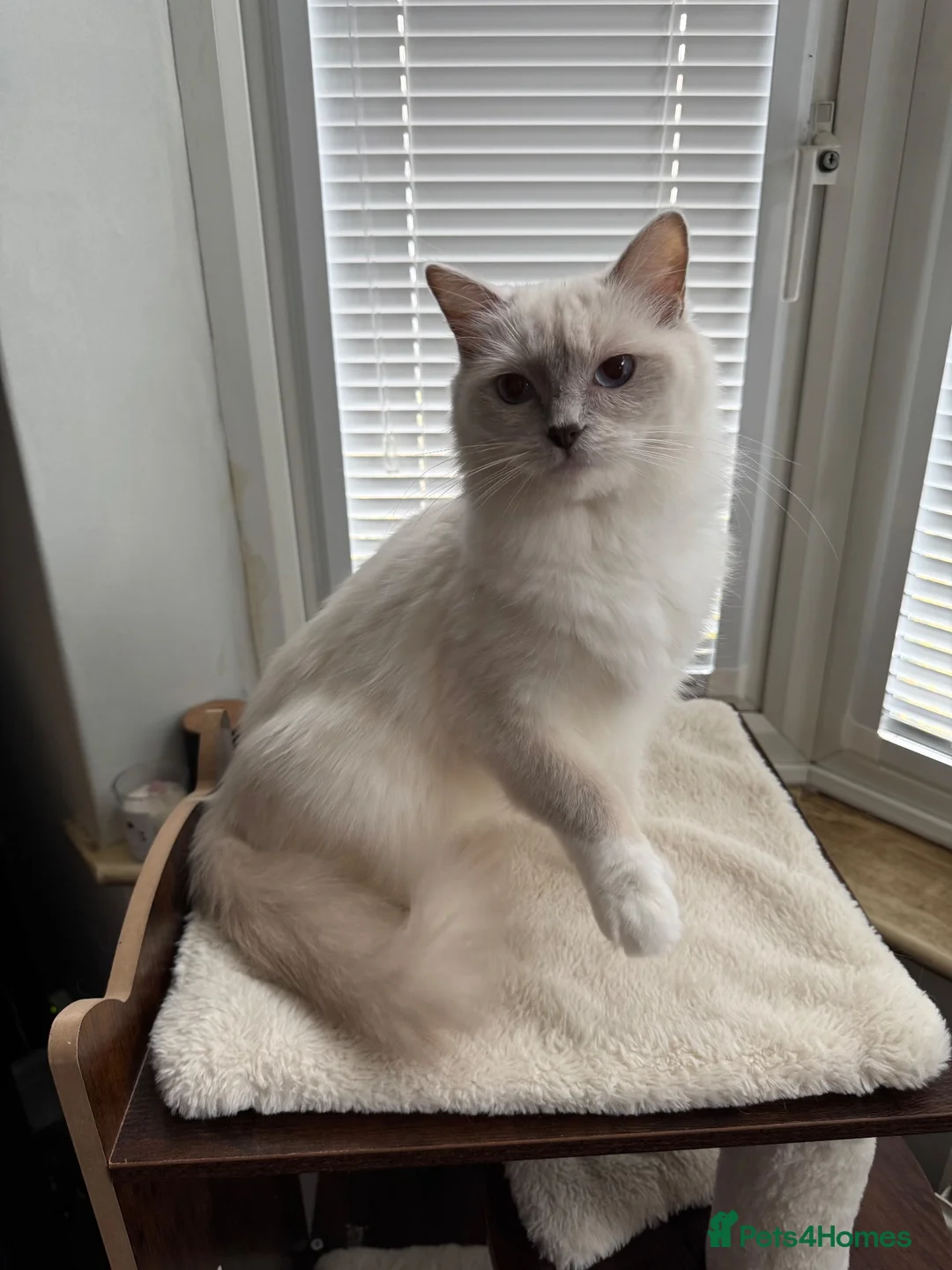 Ragdoll cats for sale: GCCF REG RAGDOLL KITTENS LILAC CHOC SEAL  - Advert 39