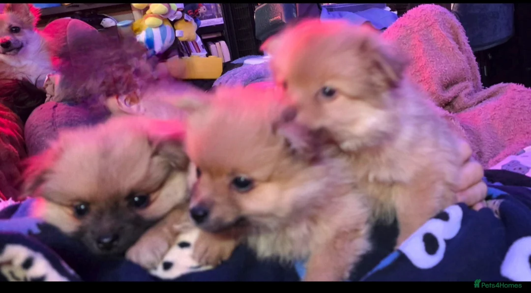 Pomchi dogs for sale: Pomchi puppies for sale 2 left boys ready to go - Advert 4