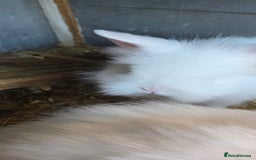 Lionhead rabbits for sale: Three beautiful purebred lion head babies  - Image 5