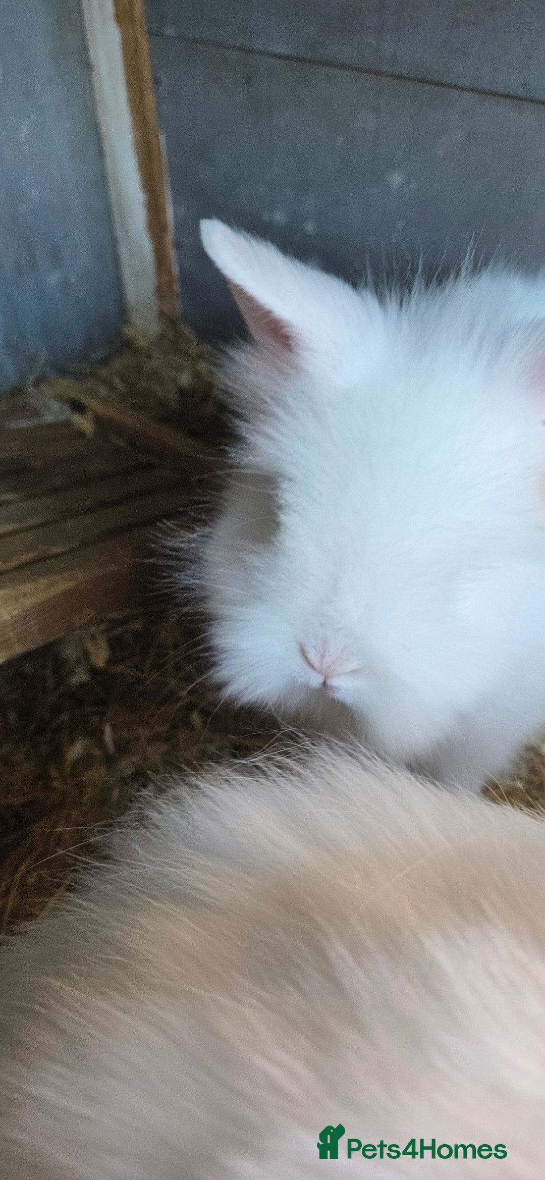 Lionhead rabbits for sale: Three beautiful purebred lion head babies  - Image 5
