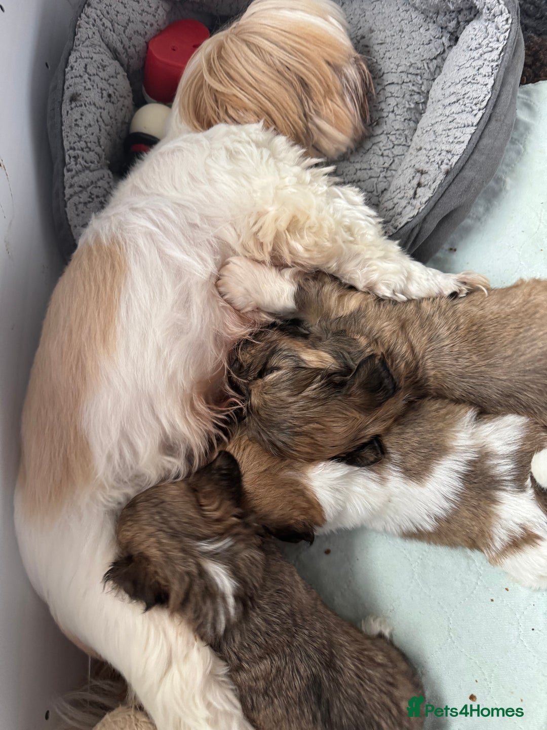Lhasa Apso dogs for sale: Fabulous KC reg gold male Lhasa apso - Advert 7