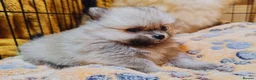 Pomeranian dogs for sale: 1 girl left - KC registered pomeranian puppies - Advert 36