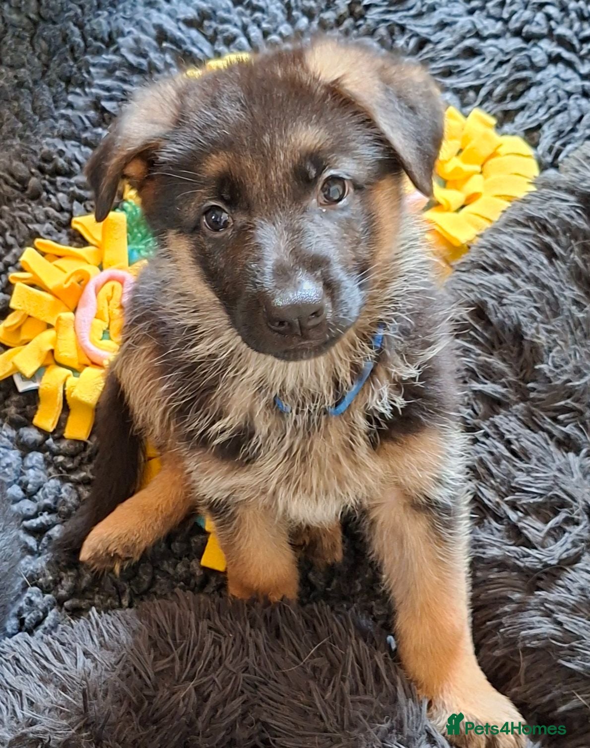 German Shepherd dogs 1 Gorgeous Male German Shepherd puppy - Advert 4