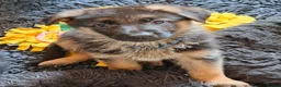 German Shepherd dogs for sale: 1 Gorgeous Male German Shepherd puppy - Advert 1