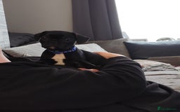 French Bulldog dogs for sale: French bulldog puppies  - Image 3