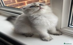 Scottish Fold cats for sale: Pedigree Champion line SFLH girl  in Rainham - Image 3