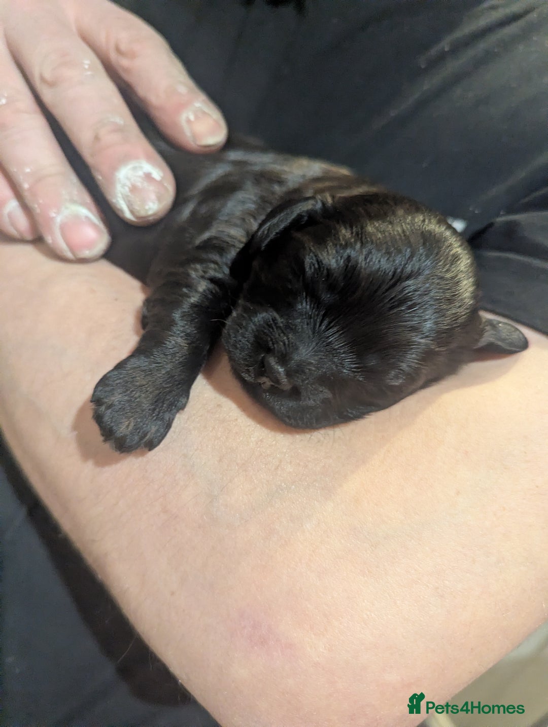 Cavapoo dogs for sale: Cavapoo  - Advert 2