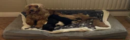 Cockapoo dogs for sale: Stunning F1 Cockapoos from H/Tested KC Parents!! - Advert 11