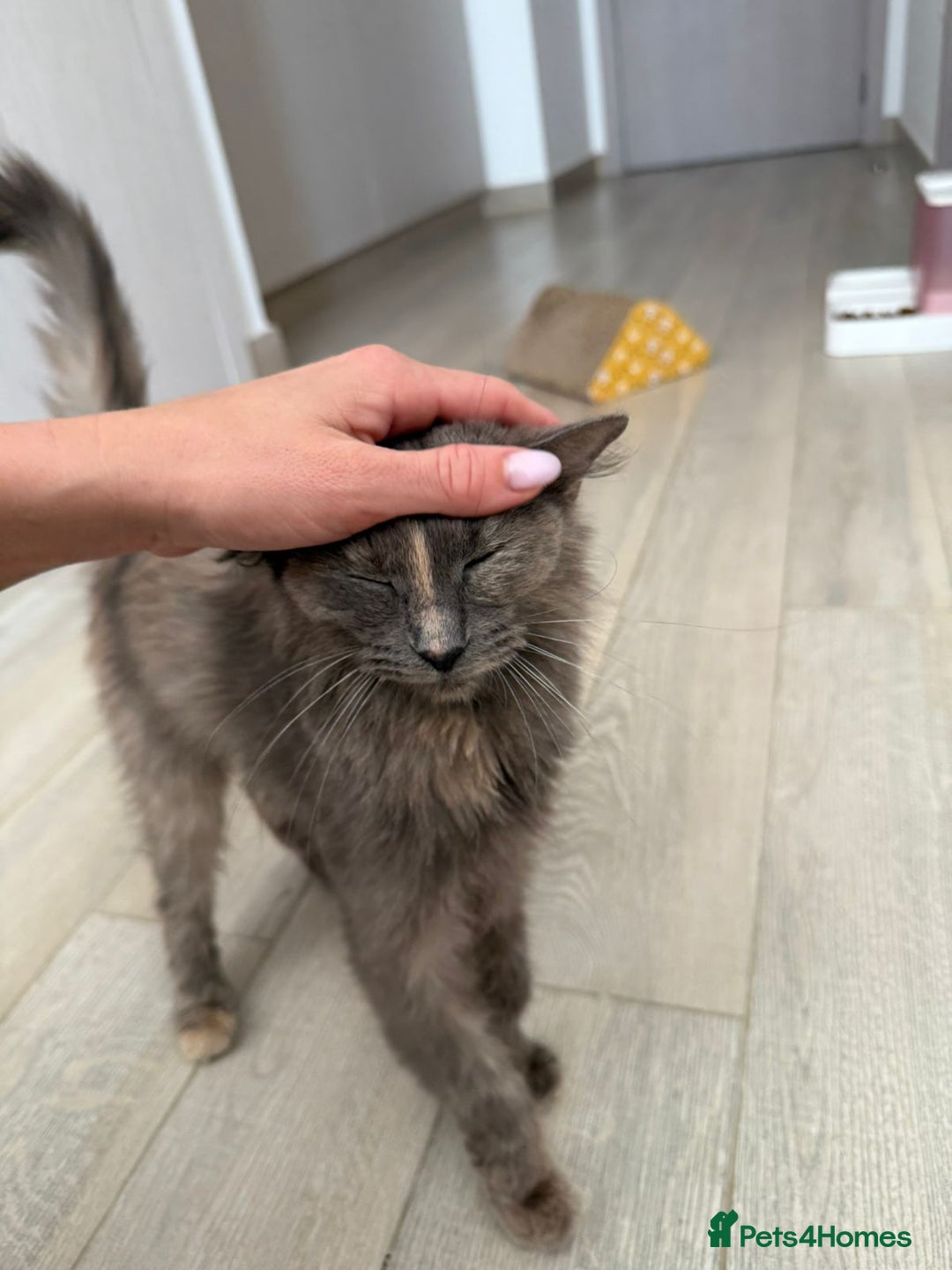 Mixed Breed cats for adoption: LILLI MIX PERSIAN GIRL SOAYED CALM AFFECTIONATE  - Advert 3