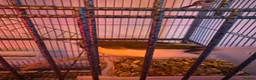 Finches birds for sale: 5 finches and 1 Canary  - Advert 9