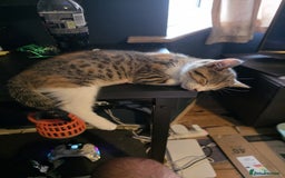 Bengal cats for sale: Beautiful male part bengal kitten - Image 4