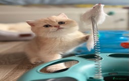 British Shorthair cats for sale: 🌟Adorable Pure BSH 5 kittens 🌟 - Image 11