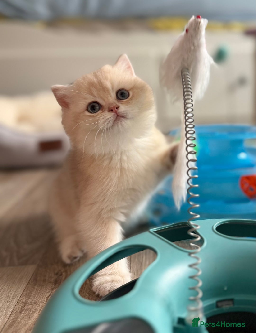 British Shorthair cats for sale: 🌟Adorable Pure BSH 5 kittens 🌟 - Image 11